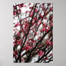 Sök efter körsbär blommar posters Träd