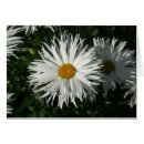 Sök efter shasta Shasta daisy