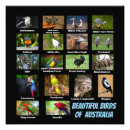 Sök efter australien posters Natur
