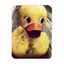 Sök efter ducky magneter Gummidammig