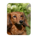 Sök efter långhårig magneter Zwergteckel