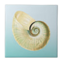 Sök efter nautilussnäcka Strand