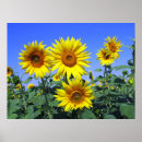 Sök efter solblommor posters Mamma