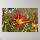 Sök efter lillies posters Lillier