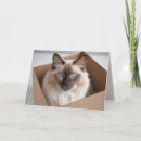 Sök efter ragdollkatt För alla