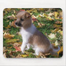 Sök efter jackrussell valp Terrier