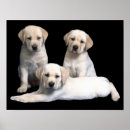 Sök efter gul labrador retriever posters Labb