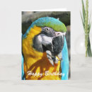 Sök efter macaws kort Fågel