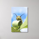 Sök efter caterpillar konst Fjäril
