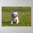 Sök efter french bulldog Animal