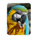 Sök efter macaws magneter Människor (allmänt)
