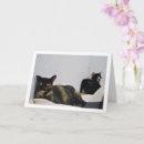 Sök efter kattfotografi Innekatt