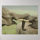 Sök efter indisk elefant posters Fauna