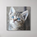 Sök efter kattungar fotografi Baby djur