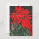 Sök efter poinsetta inbjudningar Blommor