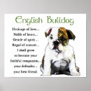 Sök efter engelsk bulldogg posters Valp