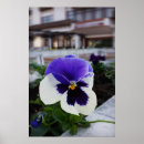 Sök efter pansy posters Trädgård