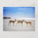 Sök efter ung hjort vykort Fawn