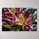 Sök efter alstroemeria Foto