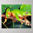 Sök efter treefrogs Amfibian