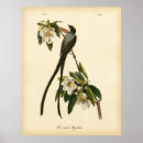 Sök efter audubon Fåglar