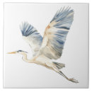 Sök efter herons Blå heron