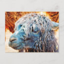 Sök efter alpaca vykort Alaca