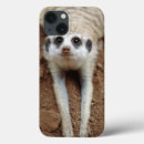 Sök efter suricate Djur
