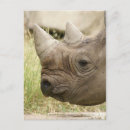 Sök efter rhinos vykort Horn
