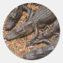 Sök efter krokodil klistermärken Florida