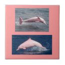 Sök efter rosa delfiner heminredning Människor (allmänt)