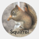 Sök efter jag älskar ekorren För barn
