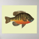 Sök efter bream Fiskare