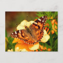 Sök efter gullig fjäril vykort Blomma
