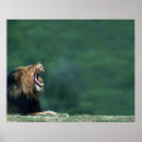 Sök efter panthera leo Vilda djur