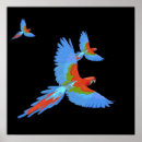 Sök efter macaws posters Papegojor