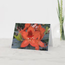 Sök efter rhododendron Fotografi