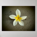 Sök efter plumeria posters Flora