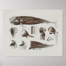 Sök efter marin biologi Valar