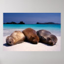 Sök efter havsfiske posters Strand