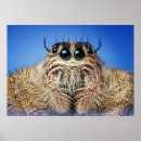 Sök efter image posters Animals