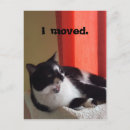 Sök efter tuxedo fotografi Katt