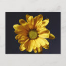 Sök efter gul gerbera Tusensköna