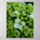 Sök efter vanlig hortensia posters Blommigt