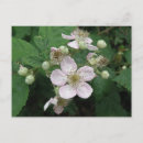 Sök efter blackberry vykort Blommor