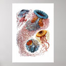 Sök efter manet posters Haeckel