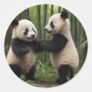 Sök efter pandabjörn klistermärken Pandabandor