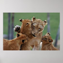 Sök efter wild posters Animal