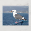 Sök efter birdy Natur