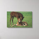 Sök efter morgan häst konst Lek